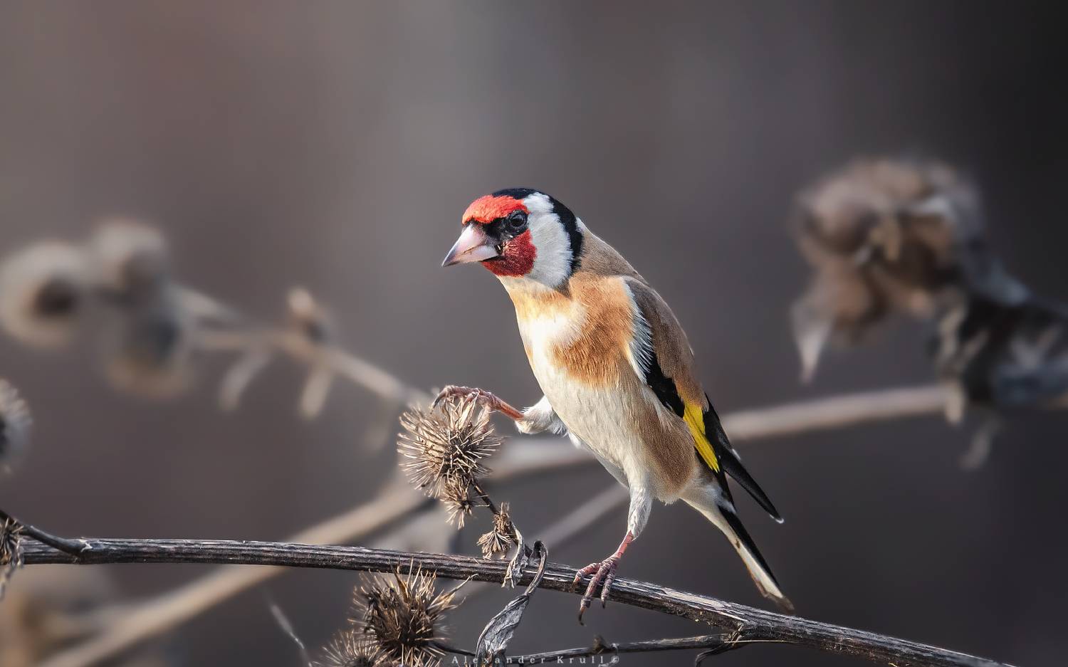щегол, черноголовый щегол, обыкновенный щегол, carduelis carduelis, Круль Александр