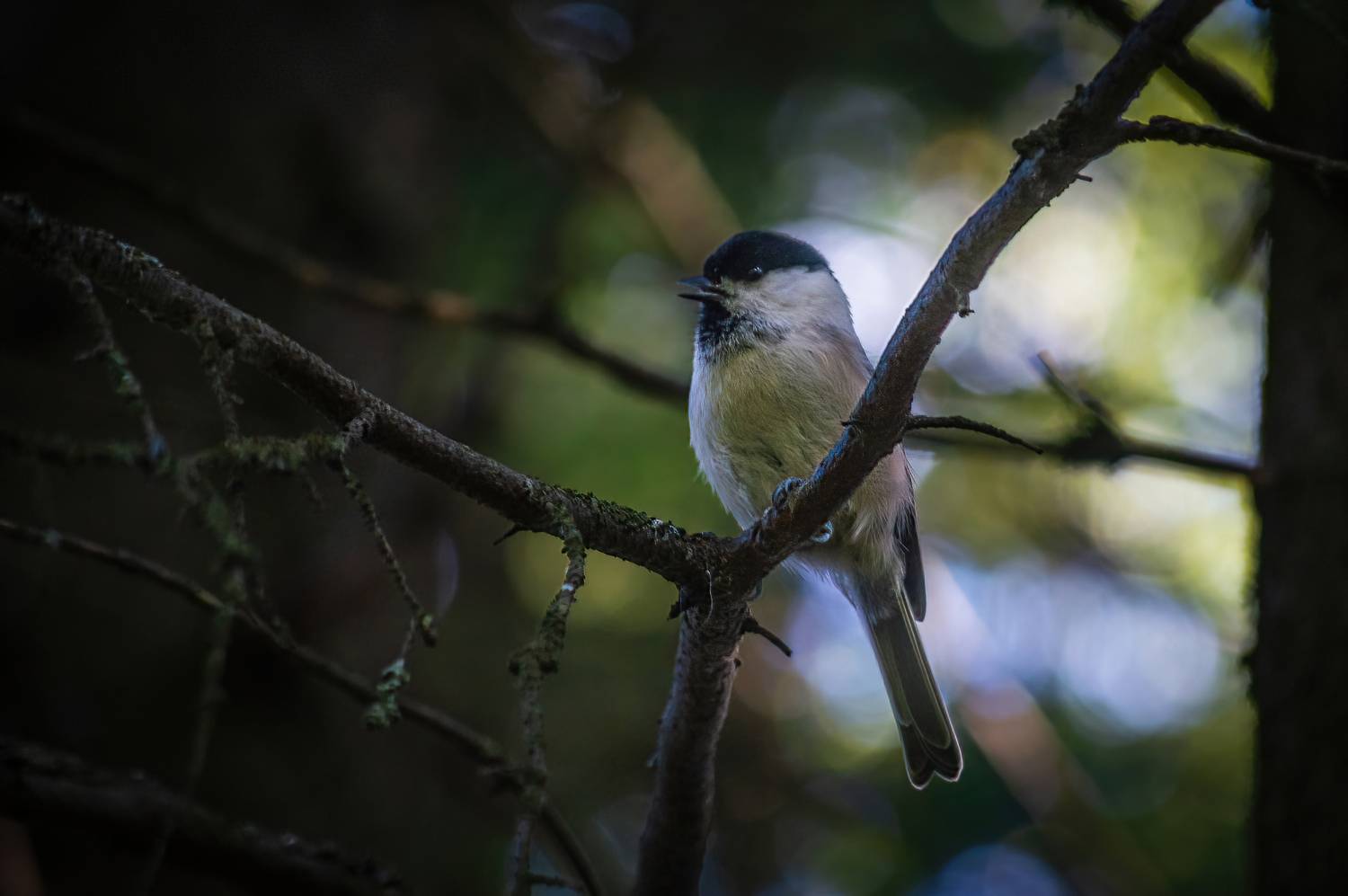 природа, птицы, гаичка, пухляк, синица, Mysov Ivan