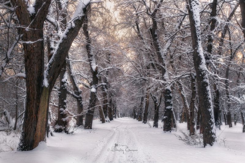 пейзаж зима снег роща аллея деревья природа фотография день Зимние зарисовки... фото превью