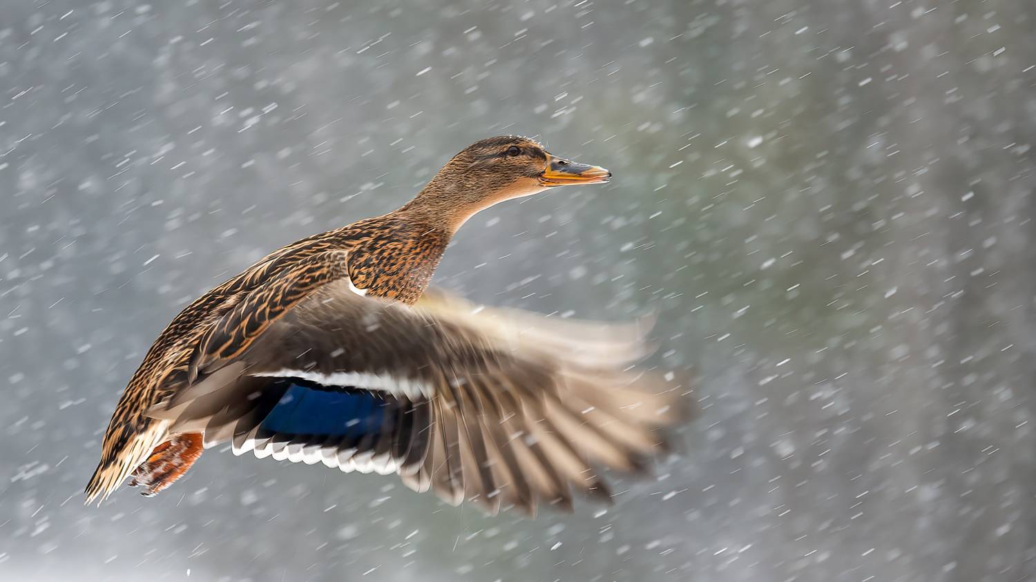 , Калинин Михаил