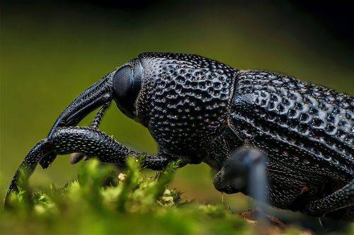 Weevil