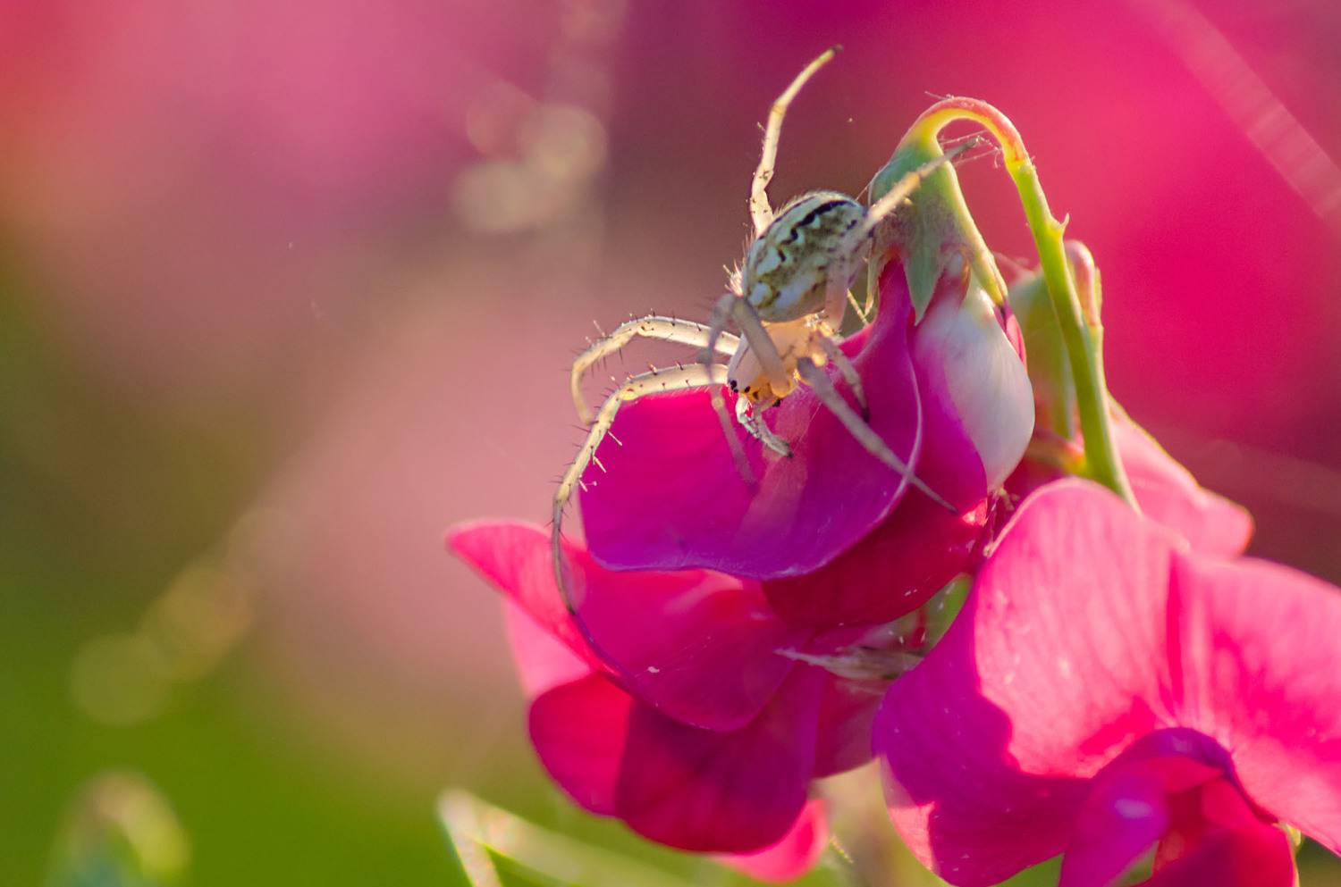 , Савенко Кирилл