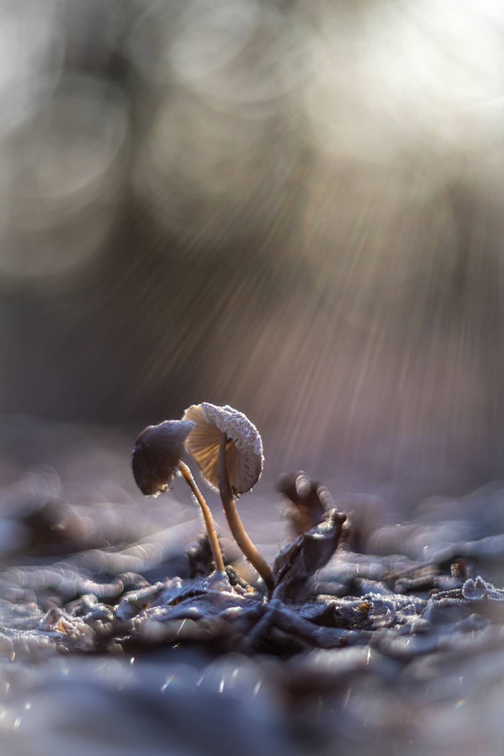 , Илья Михеев