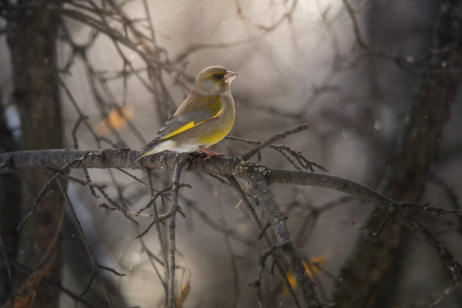 природа, лес, поля, огороды, животные, птицы, макро, Посевич Дмитрий