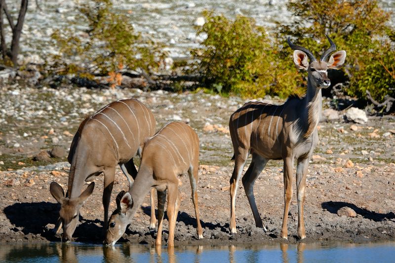 Kudus фото превью