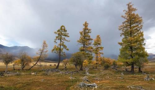 Старая посадка