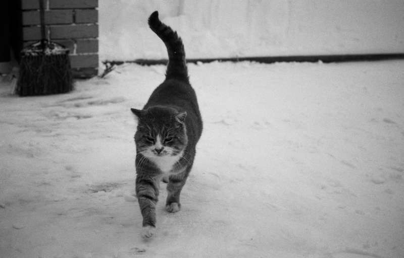 пленка, ilford, чб, bw, pan100, nikon, film, analog, b&w, кот, прогулка кота, животные, домашние животные, котики, снег, зима, Кот который гуляет сам по себе. фото превью