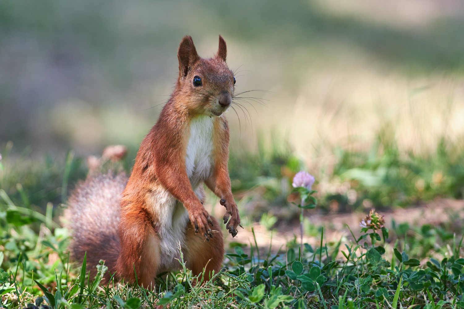 Sciurus vulgaris, volgograd, russia, wildlife, squirrel, белка, , Сторчилов Павел