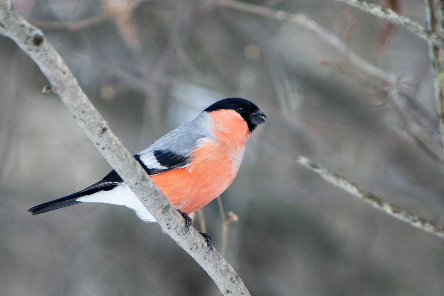 снегирь, обыкновенный снегирь, pyrrhula pyrrhula, КарОл