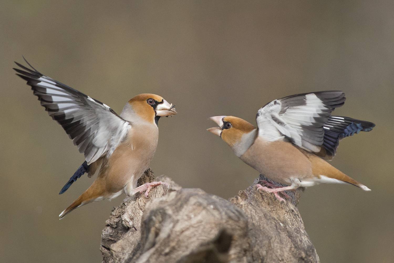 , Евгени Стефанов