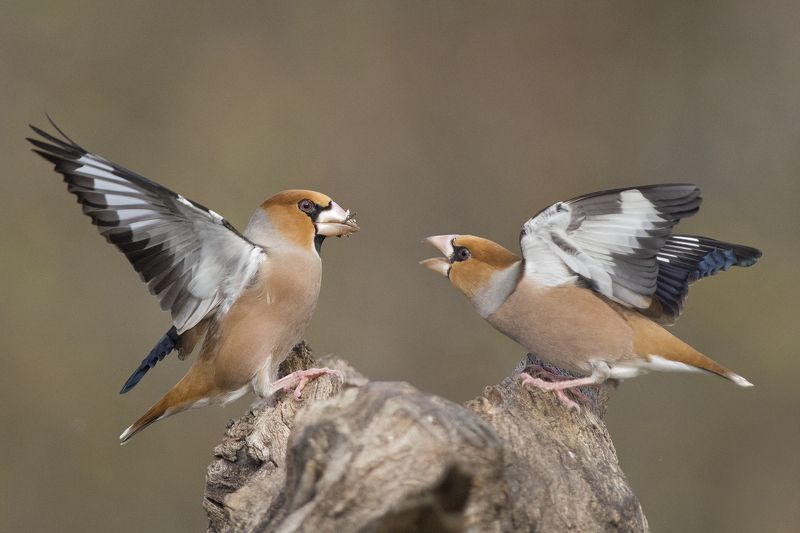 Дубоносы фото превью