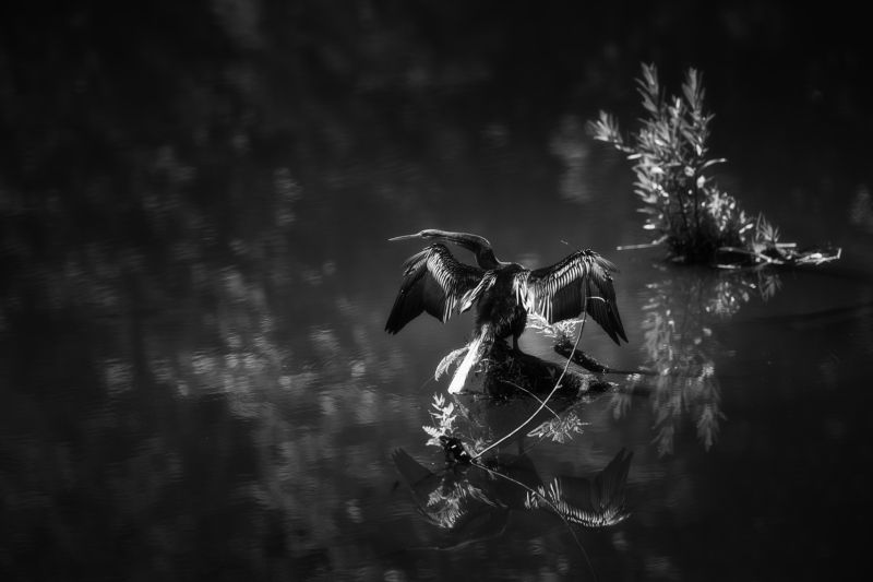 Oriental darter фото превью