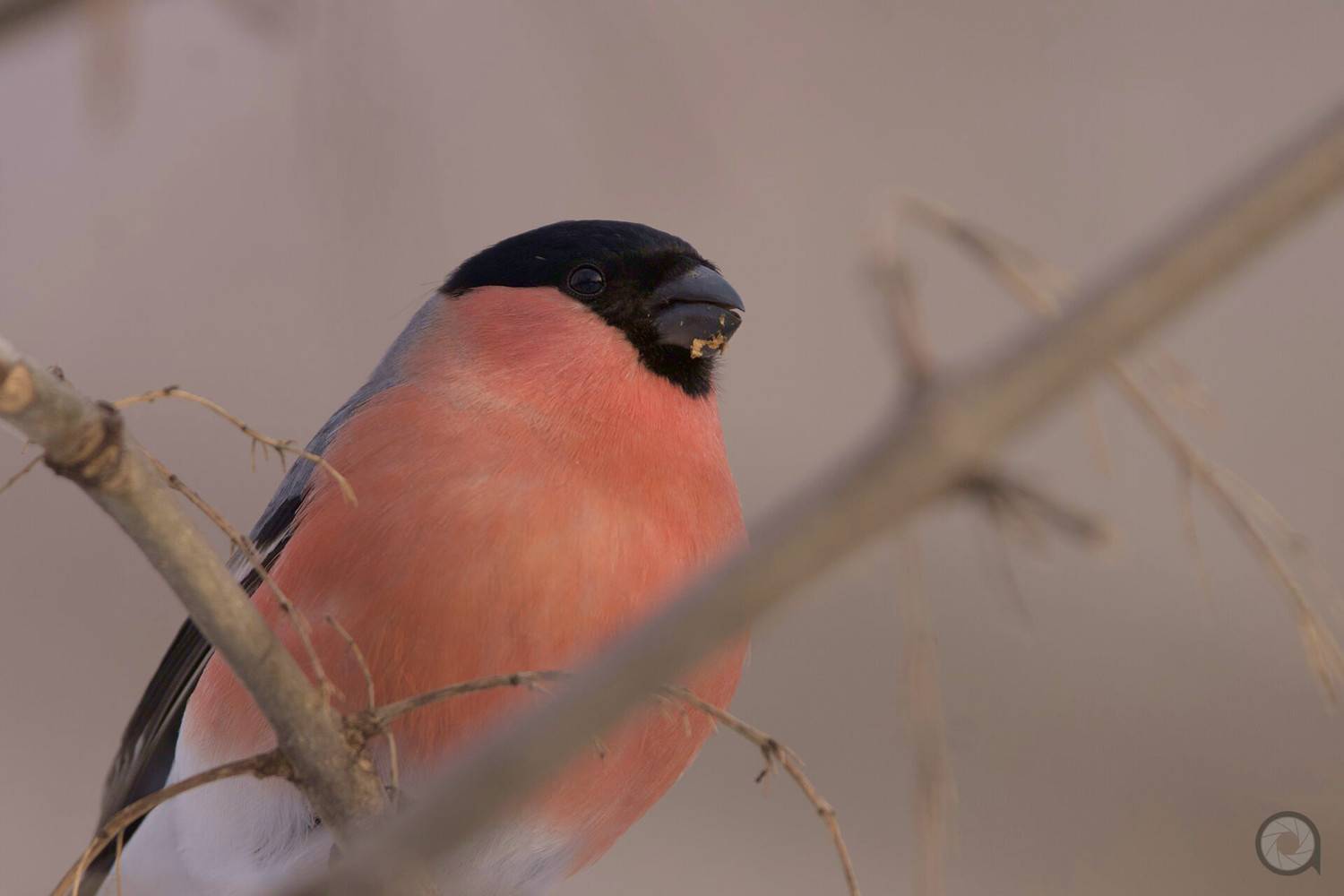 , Алексей Акрал