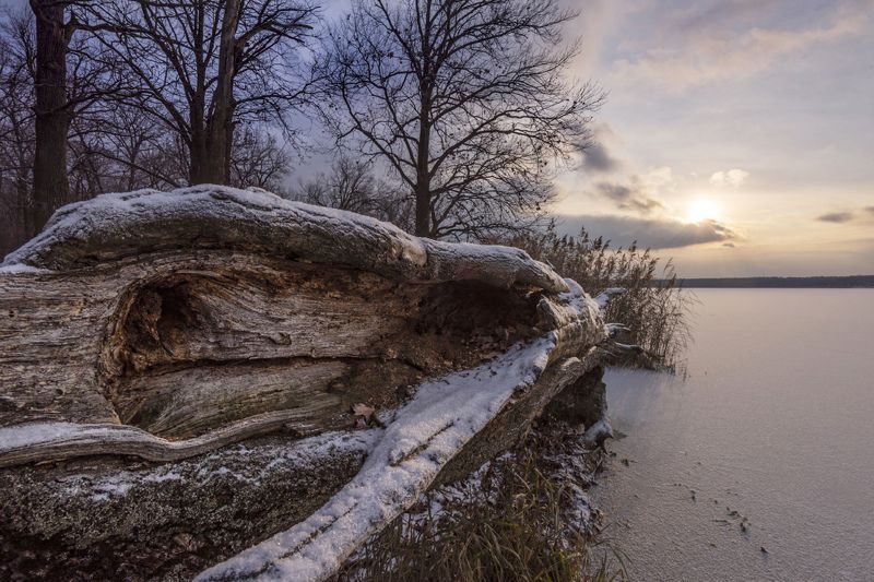 озеро, лед, дерево На замерзшем берегу фото превью