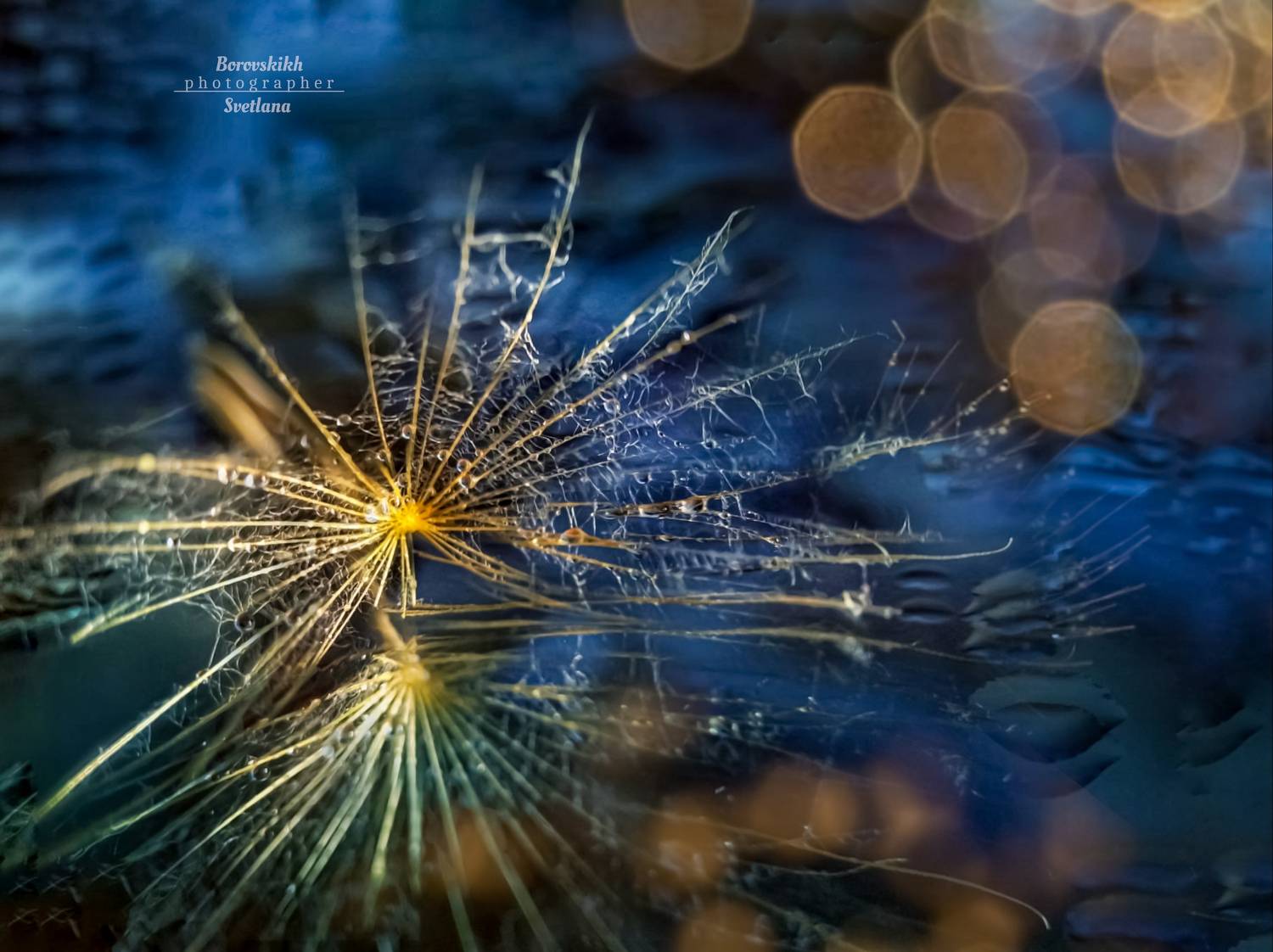 макро,  макро на телефон, macro, macro lens, пушинка,, Светлана Боровских