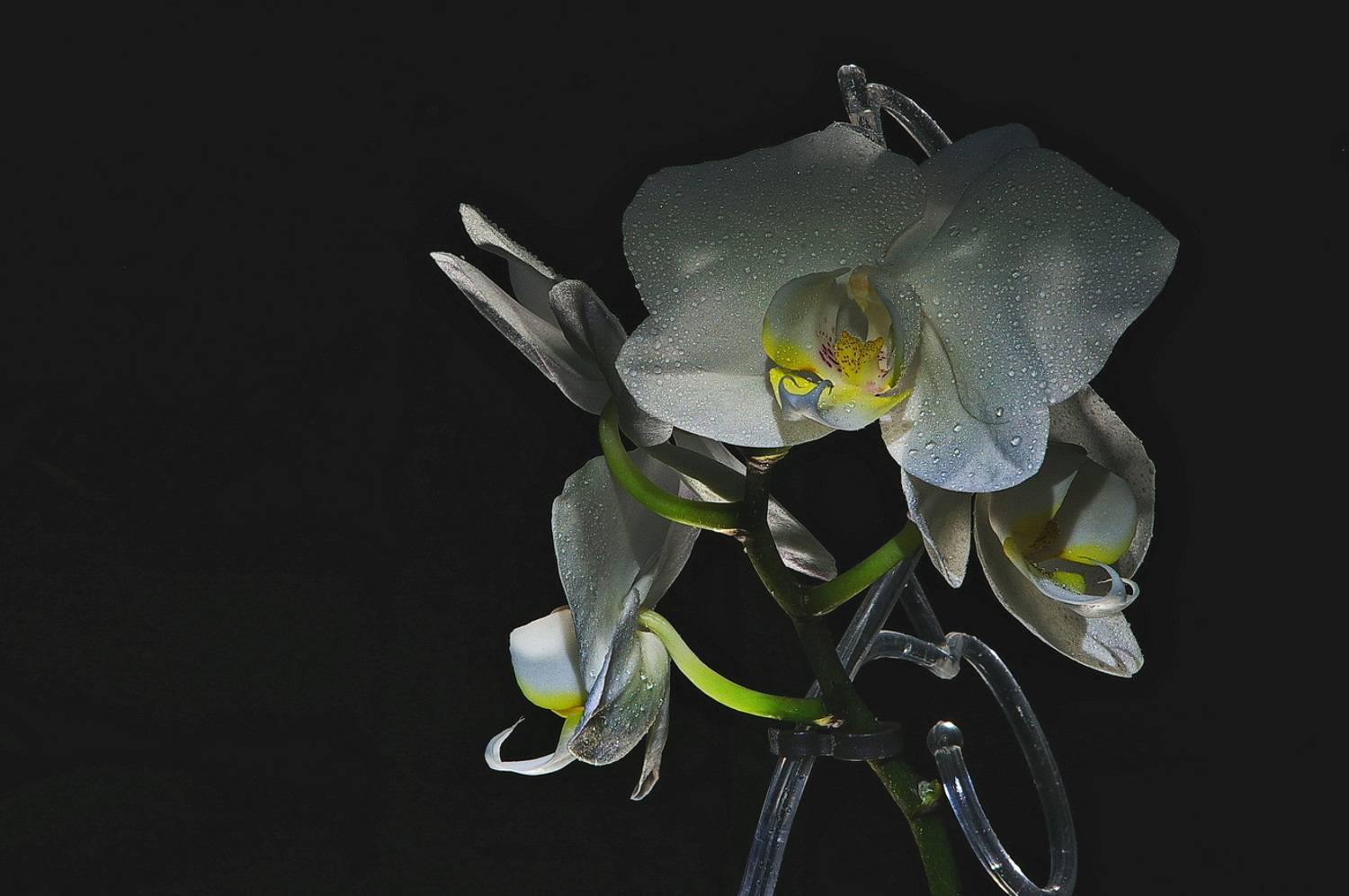 , Николаев Владимир