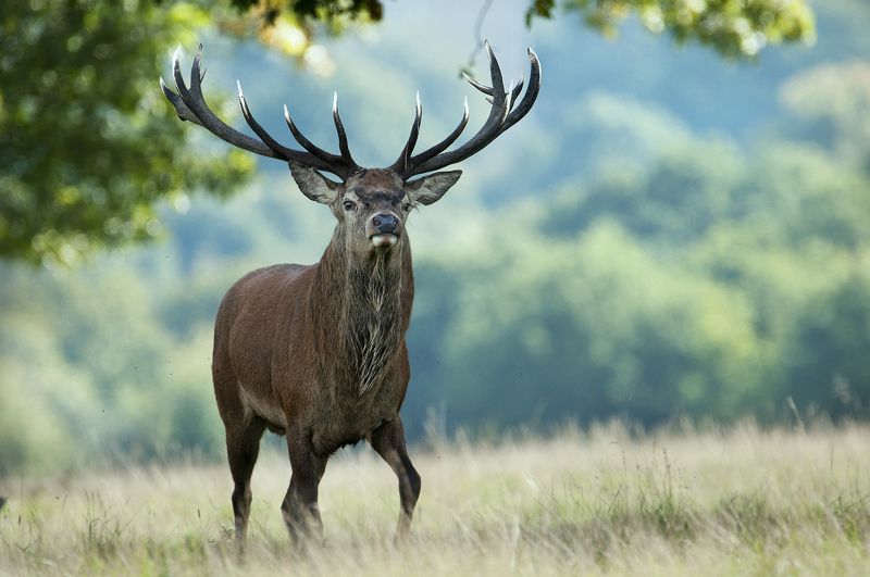 deer, mammals, animals, forest, nature, horns, Lord... фото превью