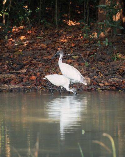 Threskiornis melanocephalus/ Черноголовые ибисы/ Black-headed ibis