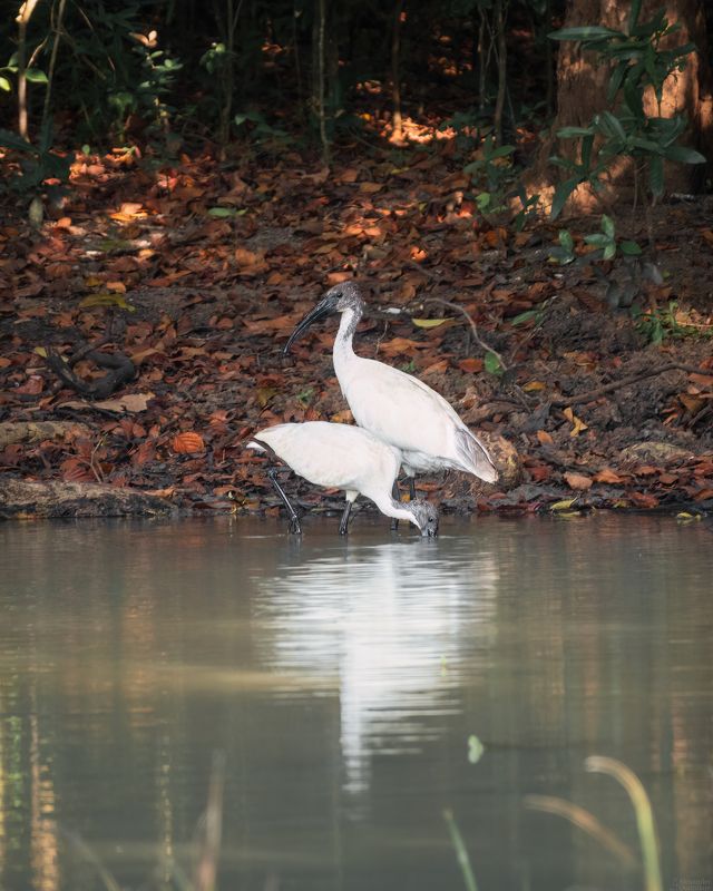 животные, природа, ибис, бердвотчинг, портрет животного, птицы, дикая природа, ibis, birdwatching, birds, animal portrait, aves, wildlife, sri lanka Threskiornis melanocephalus/ Черноголовые ибисы/ Black-headed ibis фото превью