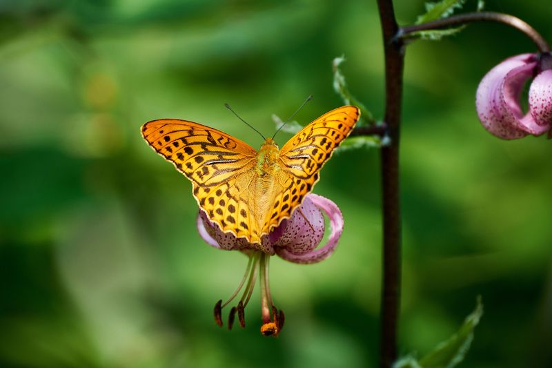 бабочки Летние мотивы фото превью