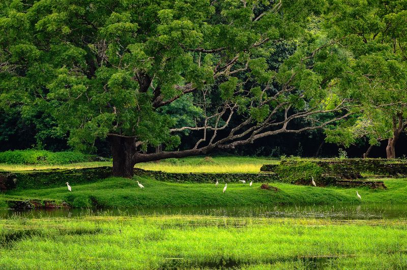 Райский уголок фото превью