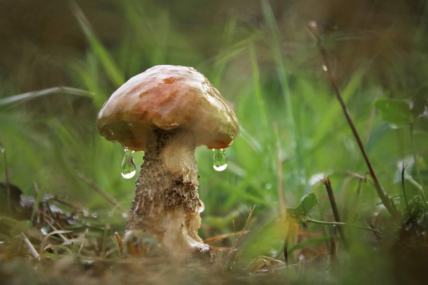 , Владимир Петрукович