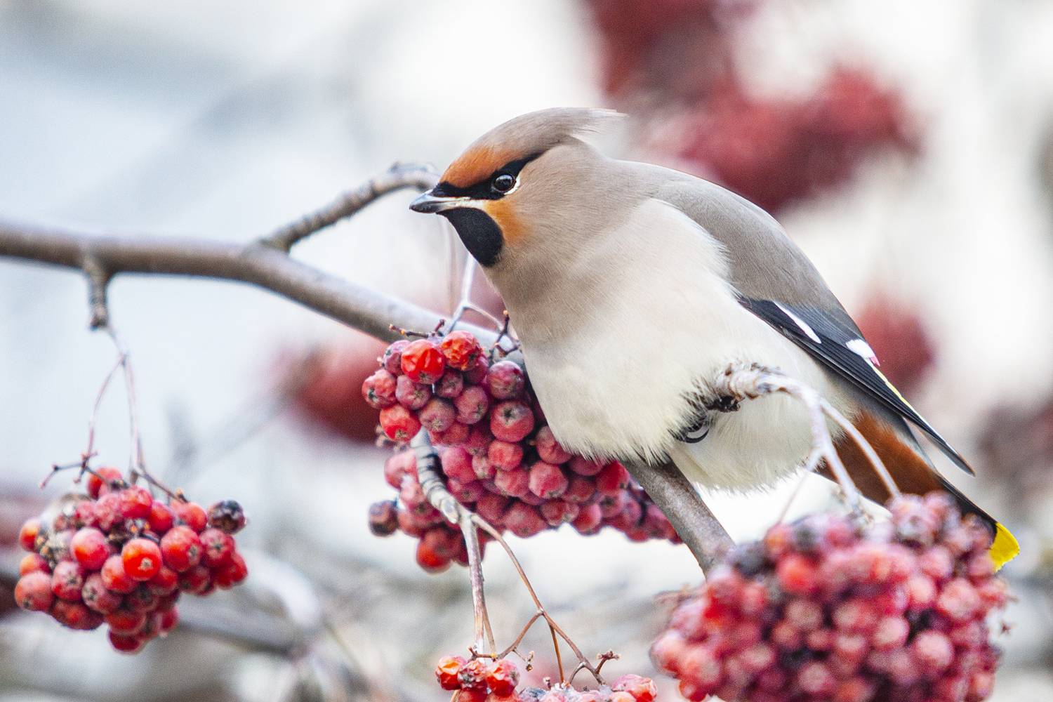 природа, Валерий Черняк