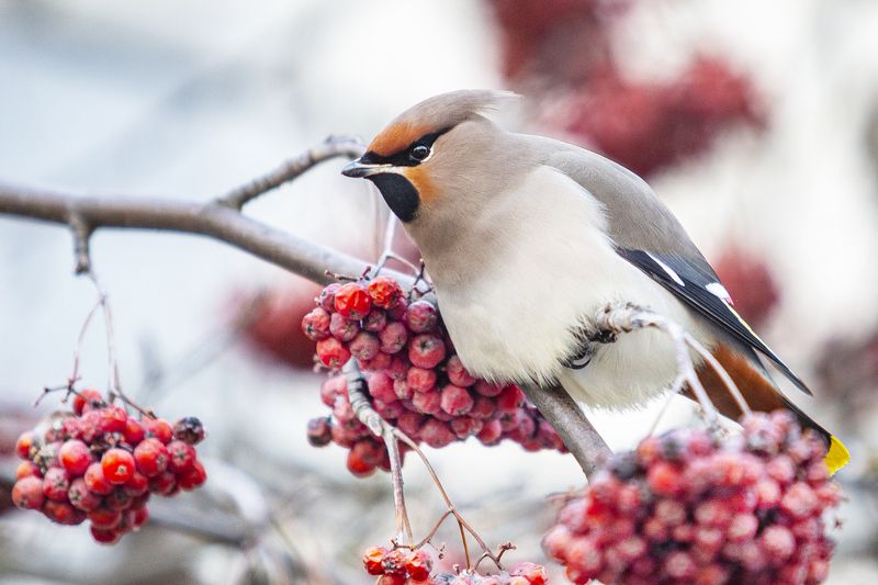 Свиристель фото превью