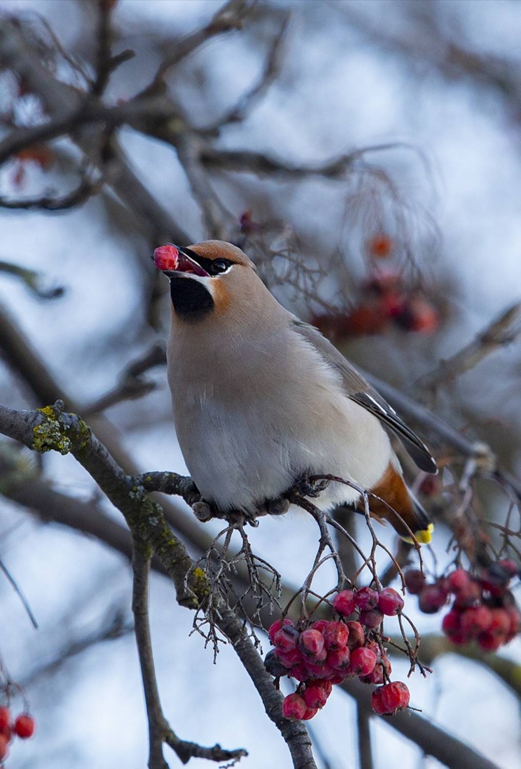 , Валерий Черняк