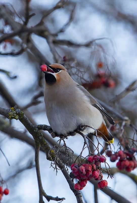 Питание прежде всего фото превью