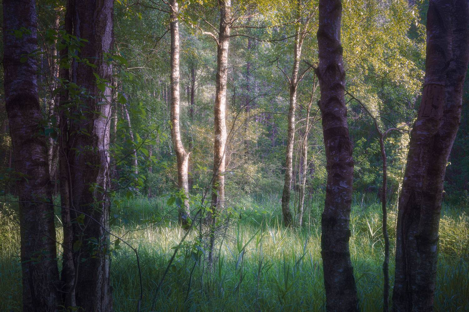 лес, деревья, листва, лето, Валерий Вождаев
