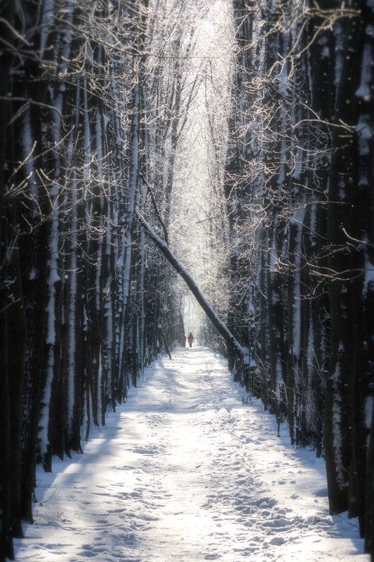 воронеж, прогулка, аллея, дубрава, зима, дорога Дорога, ведущая к свету фото превью