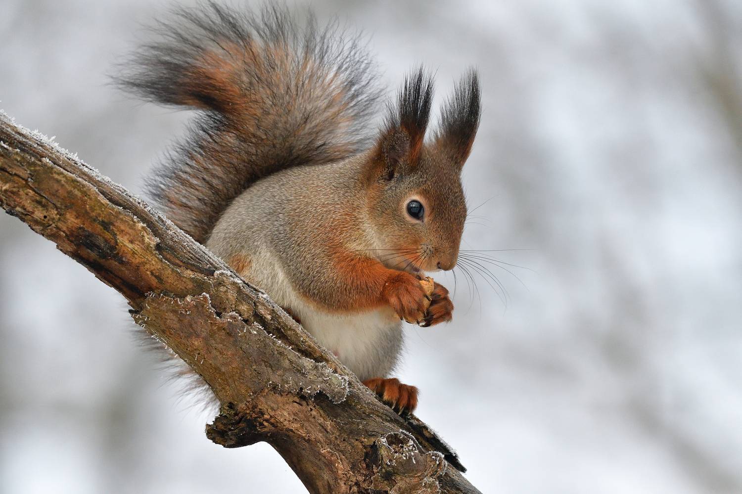 , Игорь Корнейчук