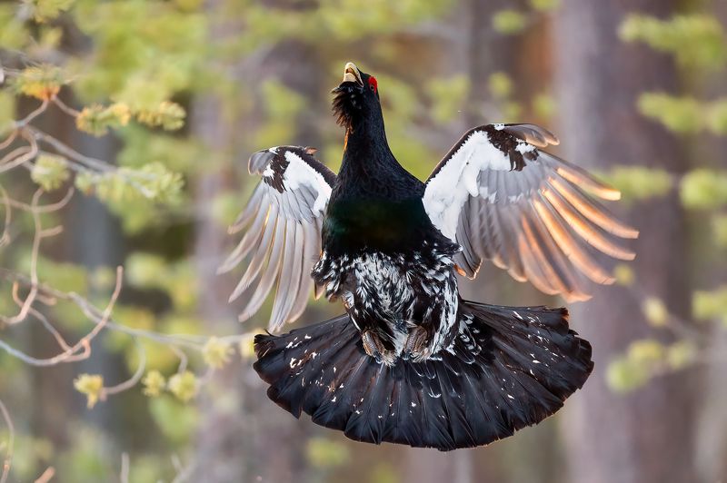Подскок глухаря на току. фото превью