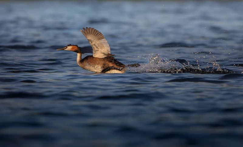 чомга, птица, вода, озеро, полет  фото превью
