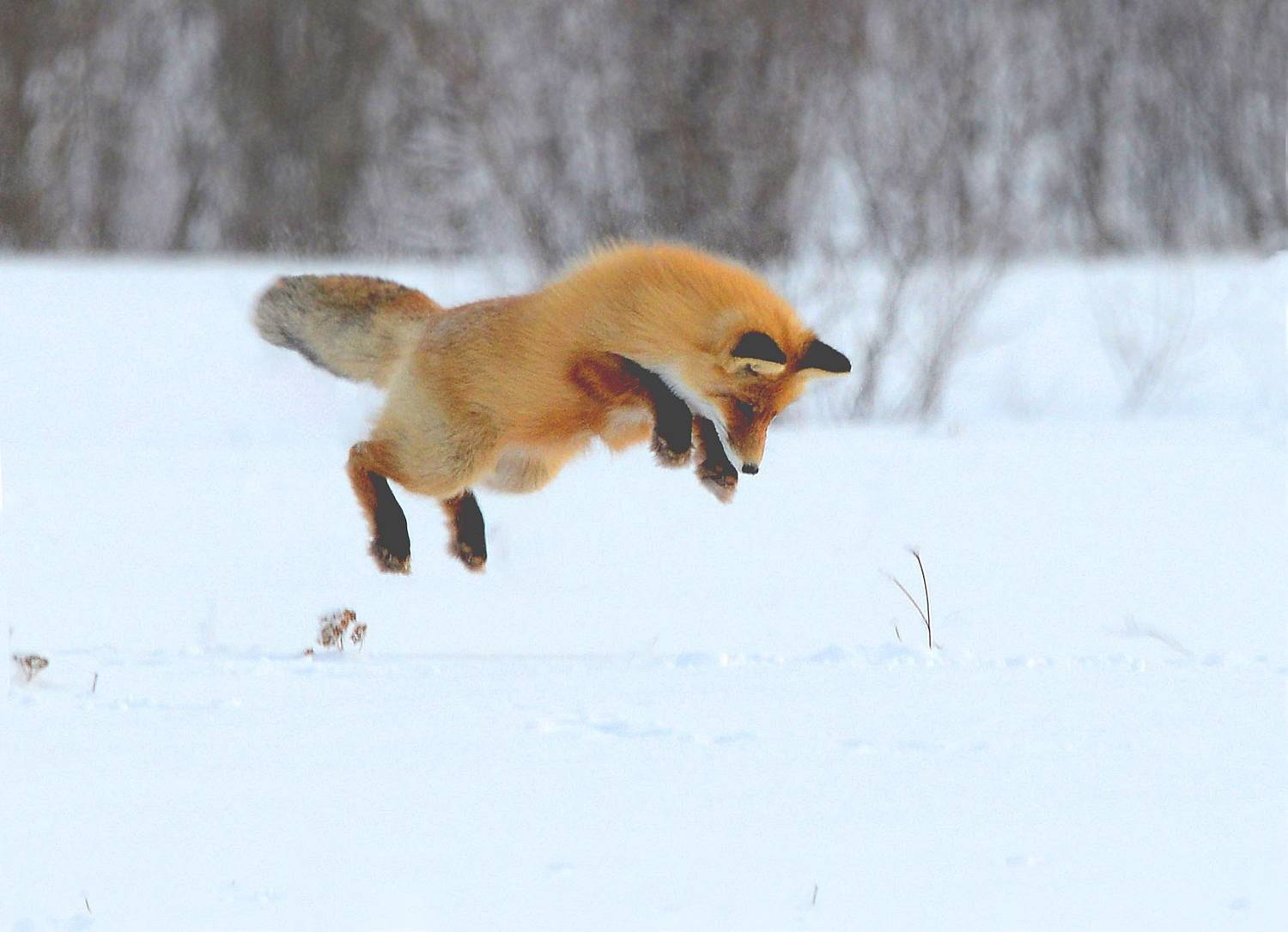 , Белоусов Михаил