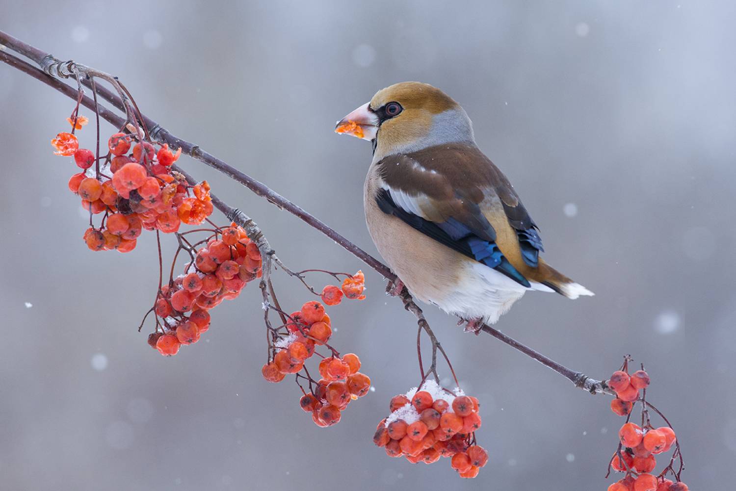 пасмурно,зима,рябина,дубонос,завтрак, Иван