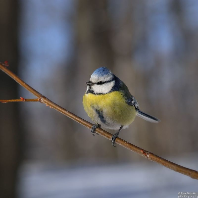 Лазоревка фото превью