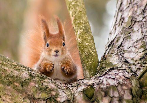 Фот такой орех только фто фъела