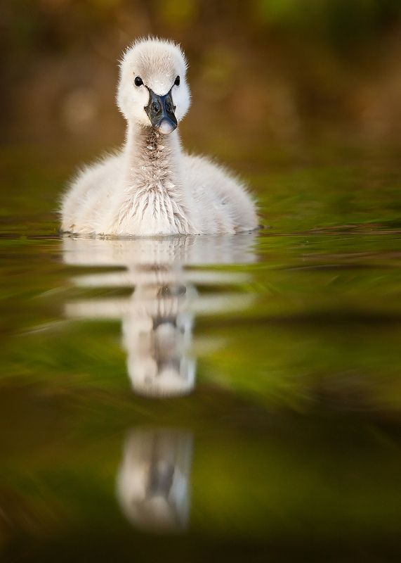 Black swan фото превью