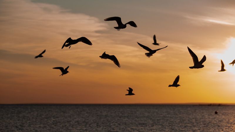 Привет, чайки! фото превью