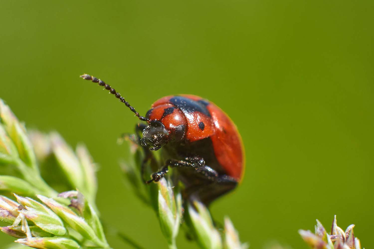 macro, macro photo, bugs, bug, russia, wildlife, Entomoscelis adonidis, , Сторчилов Павел