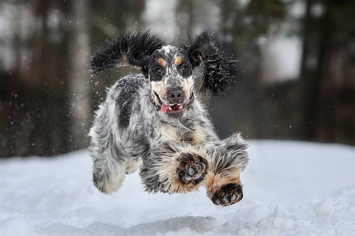 , Андрей Ершов