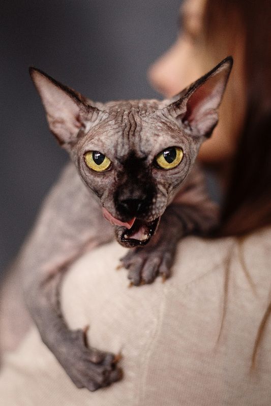 Эшли и Арина фото превью