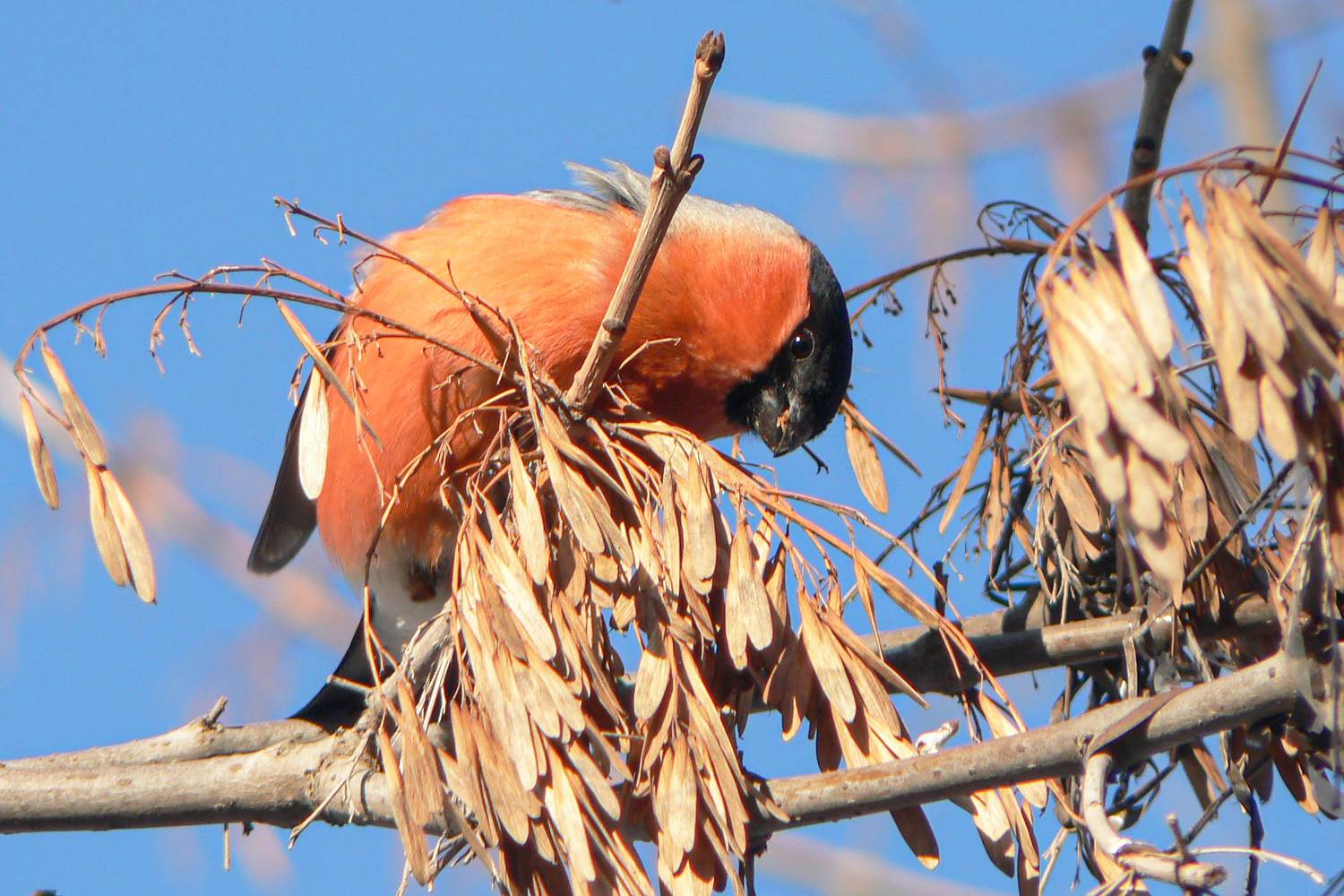 снегирь, обыкновенный снегирь, pyrrhula pyrrhula, КарОл
