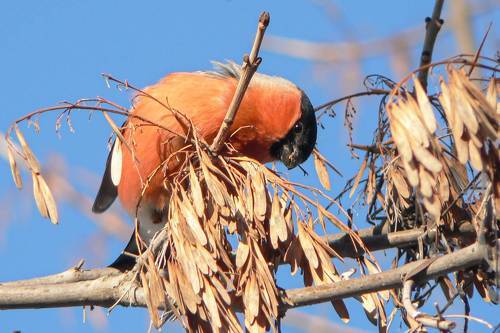 №800. Обыкновенный снегирь.