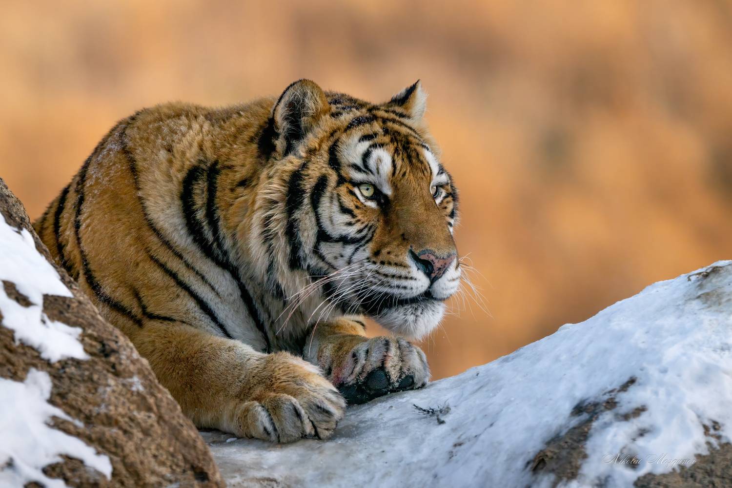 , Николай Мозгунов