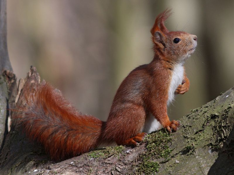 обыкновенная белка, белка, sciurus vulgaris, red squirrel, squirrel, парк имени макса ашманна Клянусь, я орешки не ела фото превью