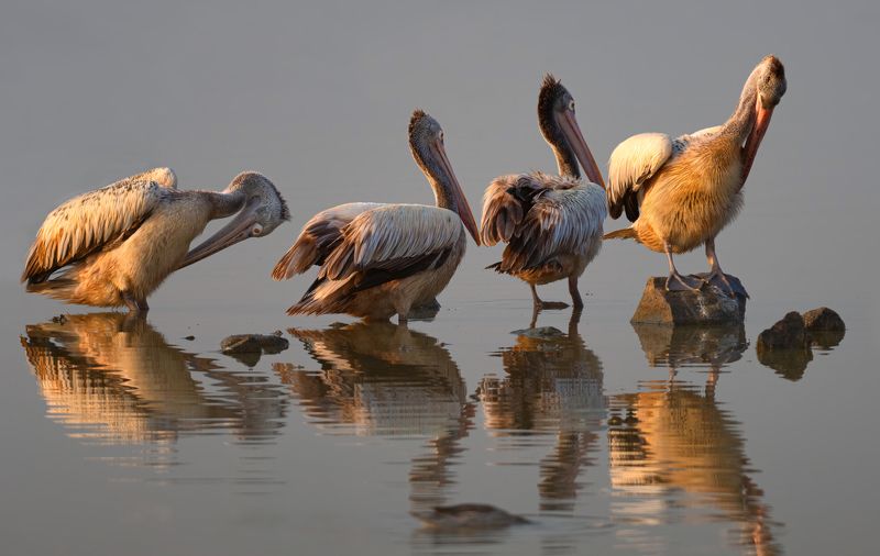closeup, bird, birds, wild, wings, beauty, nature, swan, feather, spread, little sparrow,animal,animals,nikon,tailorbird,portrait,eyes,eagle,kite,flying,sky,prey spot billed pelicans фото превью