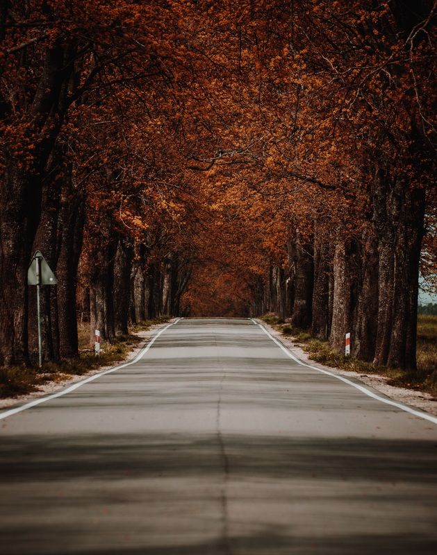 польша, poland, деревья, лес Дорога в Польше фото превью